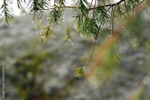 Droplets on Pine Needles