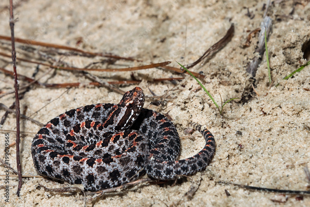 Fototapeta premium Dusky Pygmy Rattlesnake (Sistrurus miliarius barbouri)
