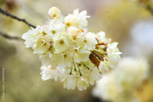 黄色い桜「鬱金」