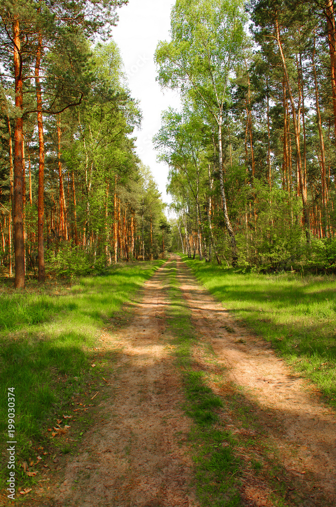 Road to the wild forest, near Magdeburg, Germany Stock Photo | Adobe Stock