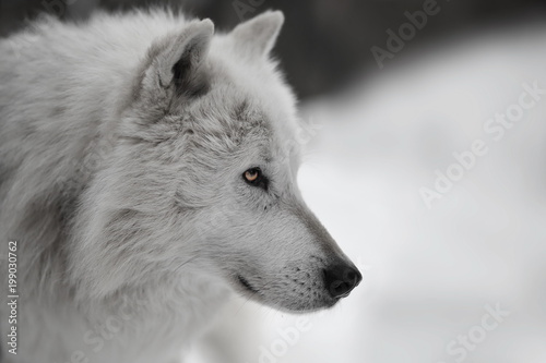 Weisser Wolf  Weißer Wolf
