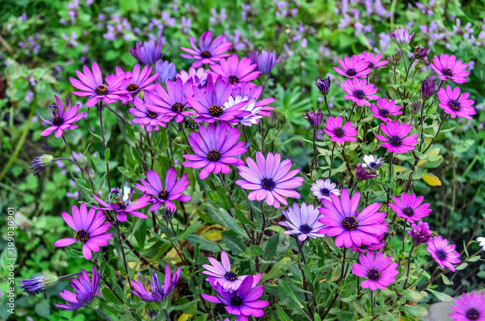 Purple daisy flowers at garden Purple daisy flowers at garden