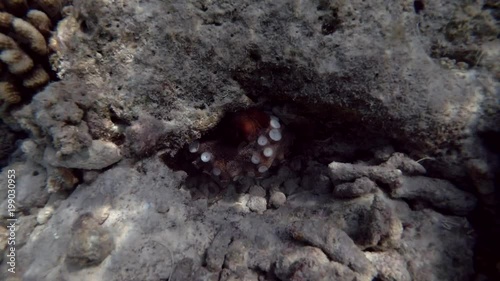 Big Blue Octopus in cave
 photo