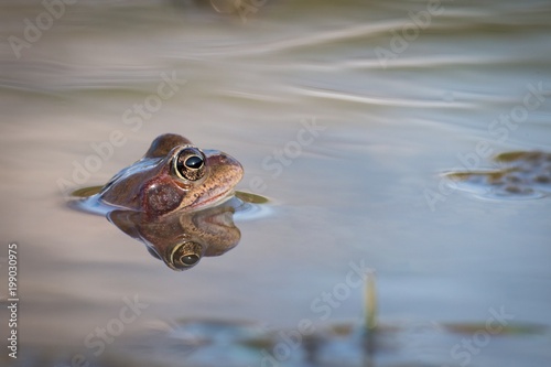 Close up Brown frog (Rana temporaria)