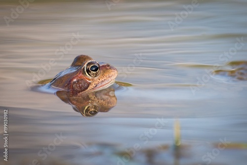 Close up Brown frog (Rana temporaria)