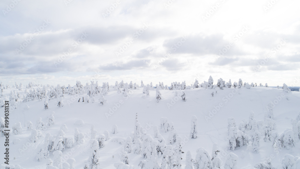 Aerial view of snow covered park. Vibrant evergreen trees and foot prints in the snow seen from above. Sun rise Aerial view of snow covered park. Vibrant evergreen trees and foot prints in the snow seen from above. Sun rise