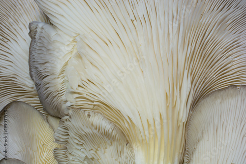 Close-up of oyster mushroom