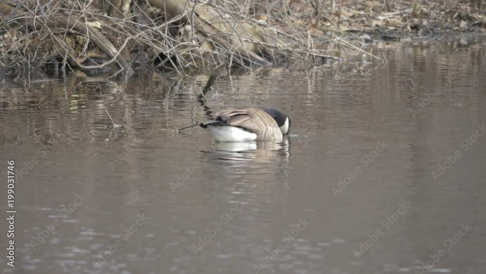 Goose floating and eating on a lake Goose floating and eating on a lake
