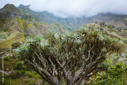Huge dragon tree in an valley on Santo Antao, Cape Verde Cabo Verde