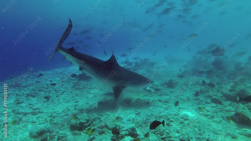 custom made wallpaper toronto digitalTiger Shark - Galeocerdo cuvier picks up the remains of tuna and other fishery wastes thrown into the ocean