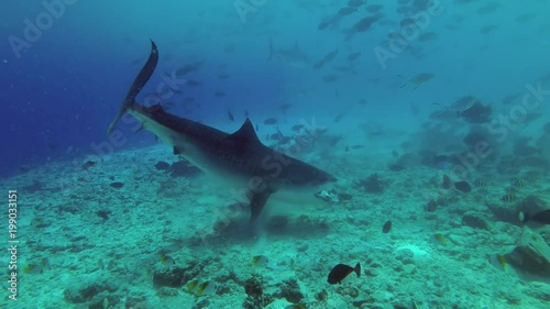 Wallpaper Mural Tiger Shark - Galeocerdo cuvier picks up the remains of tuna and other fishery wastes thrown into the ocean
 Torontodigital.ca