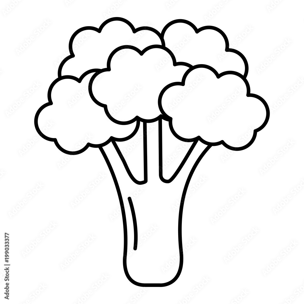 broccoli vegetable healthy food vector illustration design broccoli vegetable healthy food vector illustration design