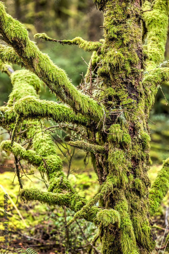 Close up of heavily moss covered tree. Close up of heavily moss covered tree.