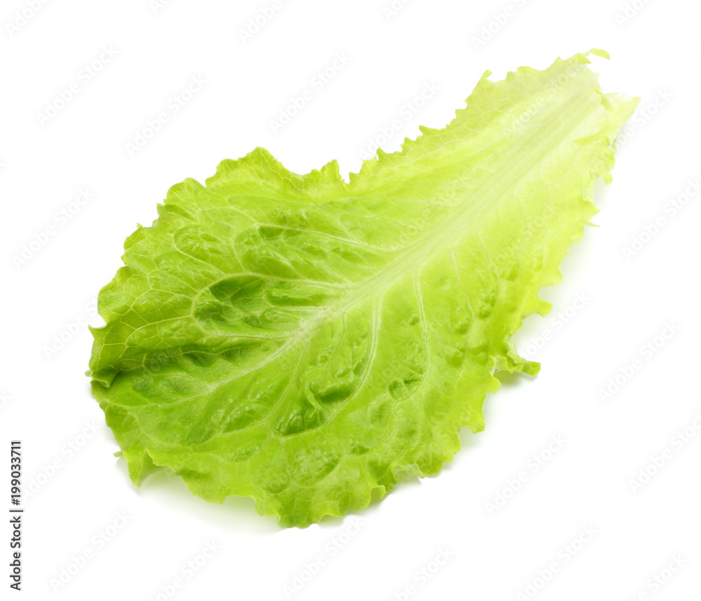 one salad leaf isolated on a white background one salad leaf isolated on a white background