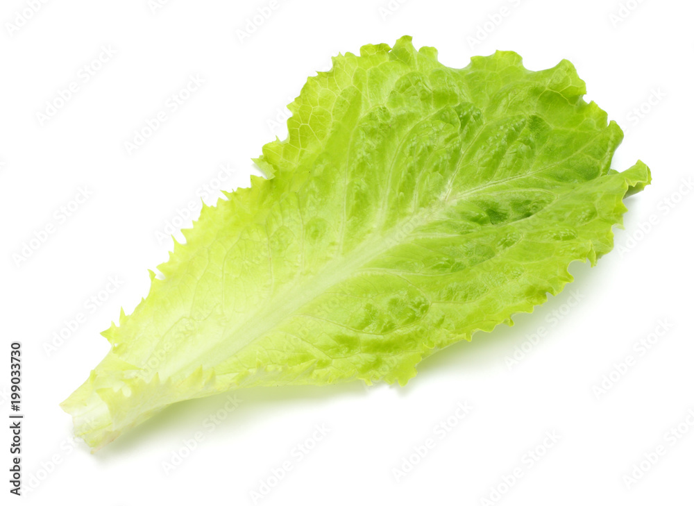 one salad leaf isolated on a white background one salad leaf isolated on a white background