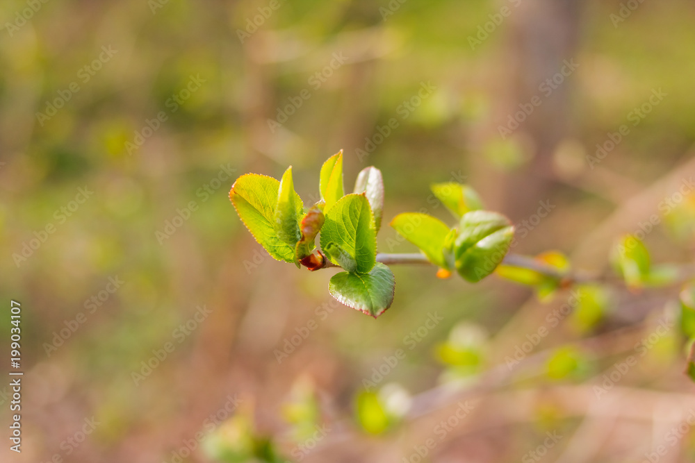 The first spring gentle leaves, buds and branches macro background.First bud on the branch in spring, first leaf.spring time The first spring gentle leaves, buds and branches macro background.First bud on the branch in spring, first leaf.spring time
