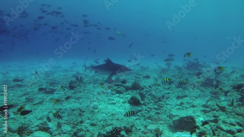 Wallpaper Mural Tiger Shark - Galeocerdo cuvier cruise over reef
 Torontodigital.ca