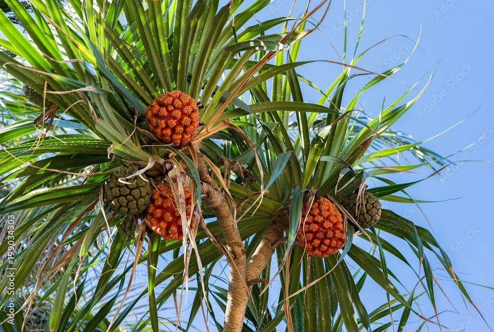 Ripe orange fresh seeds of sea pandanus or screw pine plant tree (Pandanus tectorius or Pandanus odoratissimus) Ripe orange fresh seeds of sea pandanus or screw pine plant tree (Pandanus tectorius or Pandanus odoratissimus)