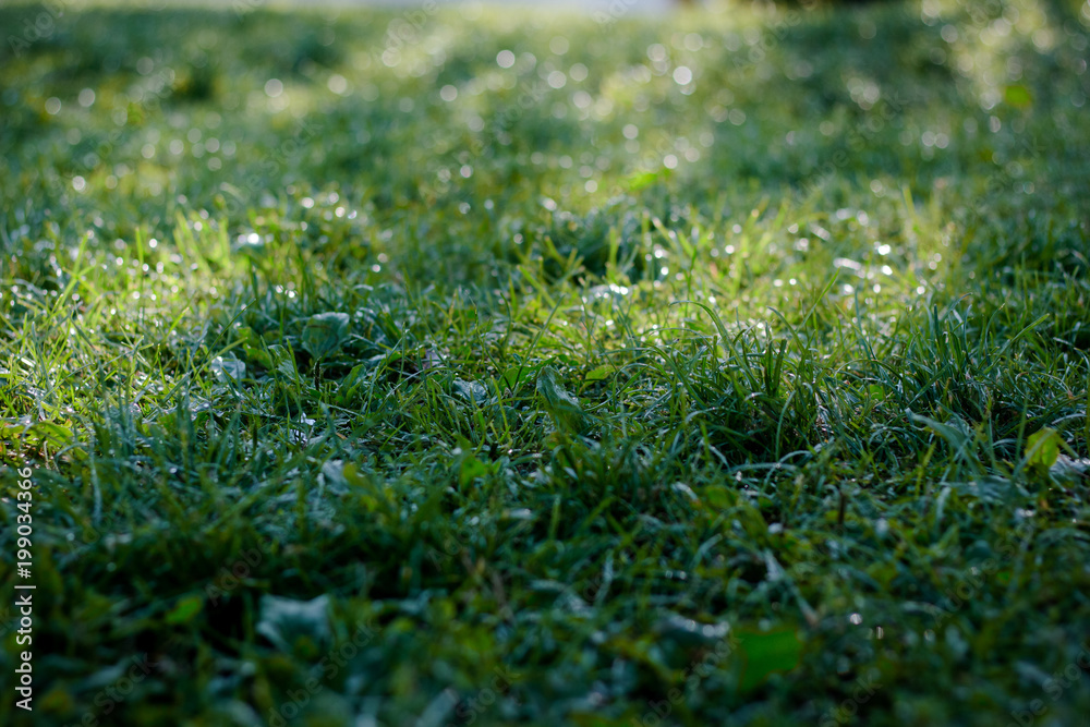 Green grass lawn background with dew drops Green grass lawn background with dew drops