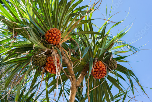 Ripe orange fresh seeds of sea pandanus or screw pine plant tree (Pandanus tectorius or Pandanus odoratissimus) photo