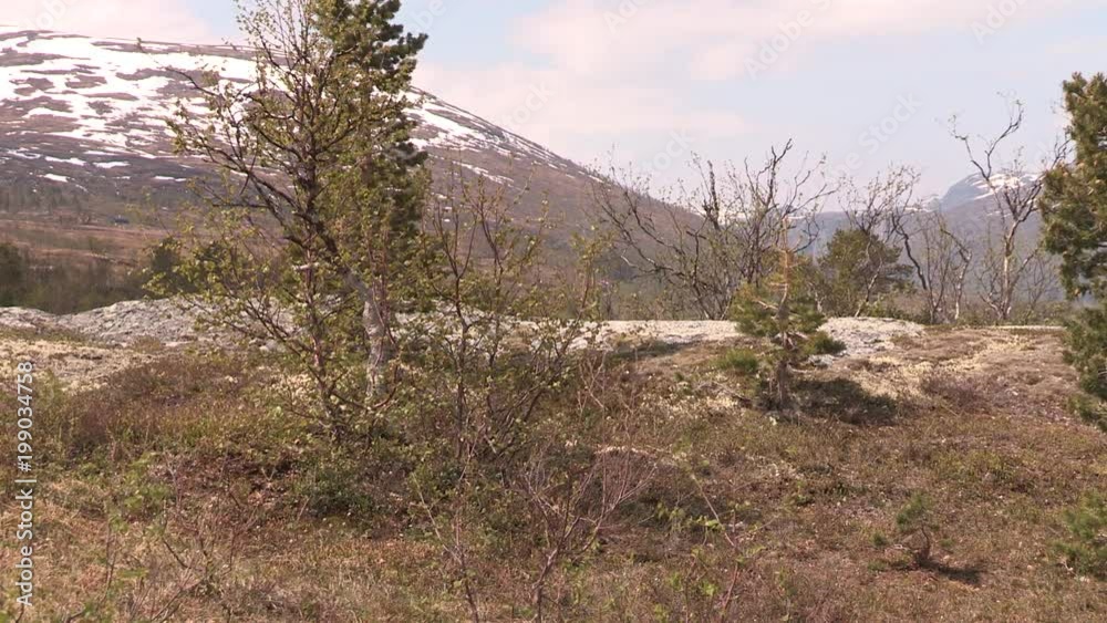 Trees in Fjell landscape, Norway.Bäume in der Fjell Landschaft Norwegens. Trees in Fjell landscape, Norway.Bäume in der Fjell Landschaft Norwegens.