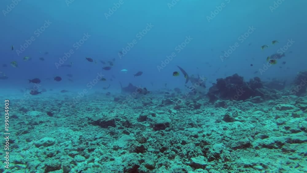 Two Tiger Sharks - Galeocerdo cuvier swims over reef
Two Tiger Sharks - Galeocerdo cuvier swims over reef