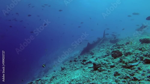 Wallpaper Mural Two Tiger Sharks - Galeocerdo cuvier picks up the remains of tuna and other fishery wastes thrown into the ocean
 Torontodigital.ca