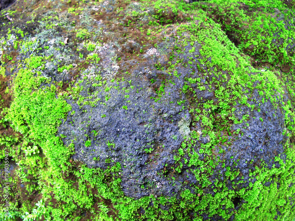 Large rock background with green moss Large rock background with green moss