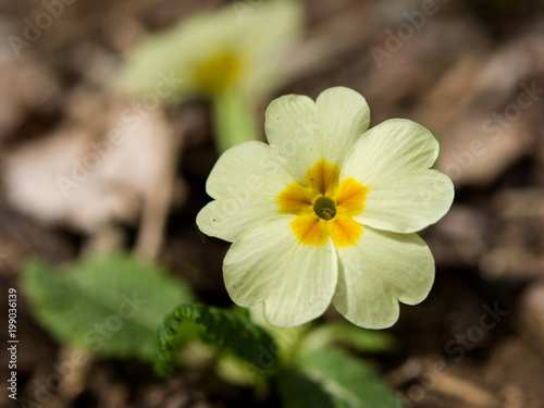 Macro photography primrose (Primula sp.)
