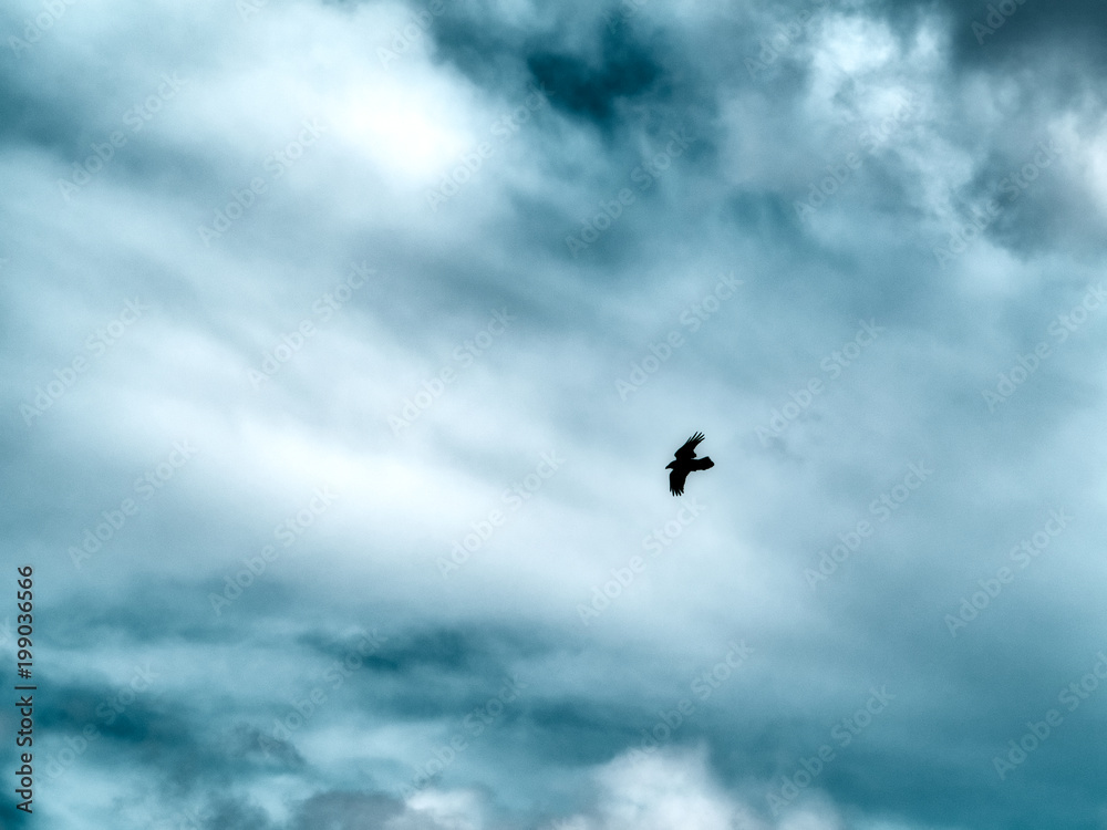 Cuervo volando en un cielo azul lleno de nuves