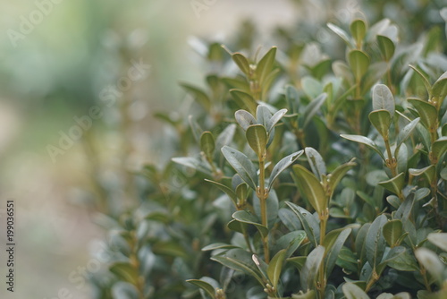 Close up of a boxwood tree with new branches 