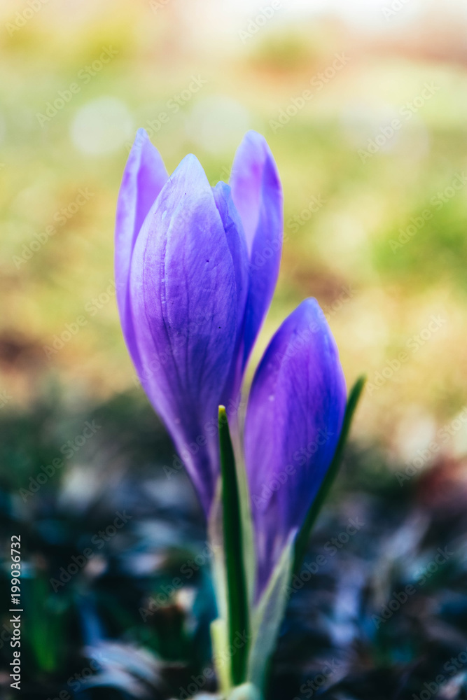 Crocus bright violet spring flower, mountain nature. Saffron flower close up, macro view, blurred garden background. Crocus bright violet spring flower, mountain nature. Saffron flower close up, macro view, blurred garden background.