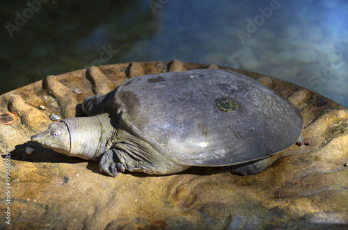 Turtle on a stone near the pond. Macro mode. photo