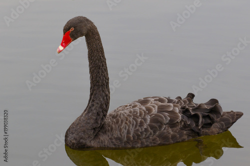 A black swan floats in the water of a Chinese lake.