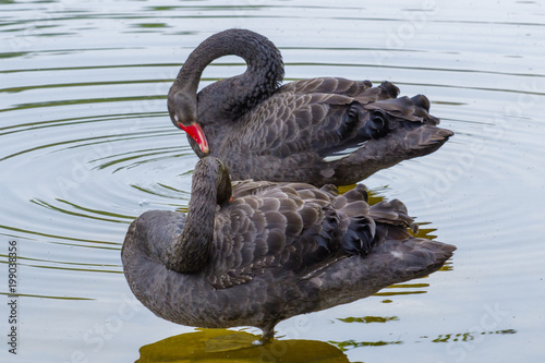 A black swan floats in the water of a Chinese lake.