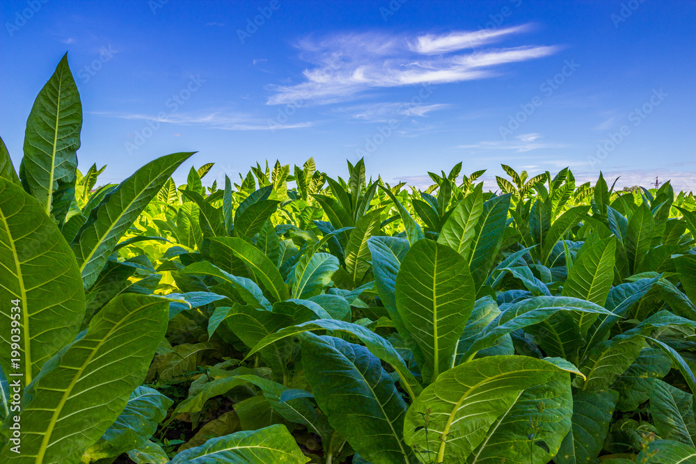 Tobacco big leaf crops growing in tobacco plantation field