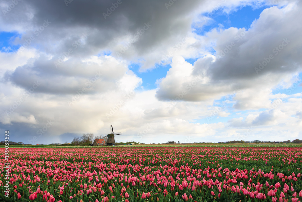 Big clouds over pink tulips and a windmill