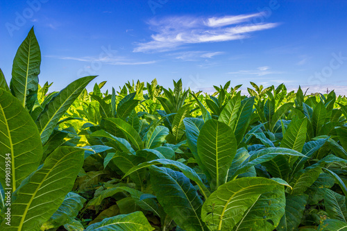 Tobacco big leaf crops growing in tobacco plantation field photo