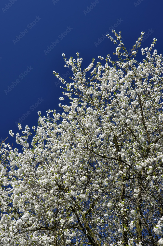 White flowers of richly flowering cherry in the spring sun.