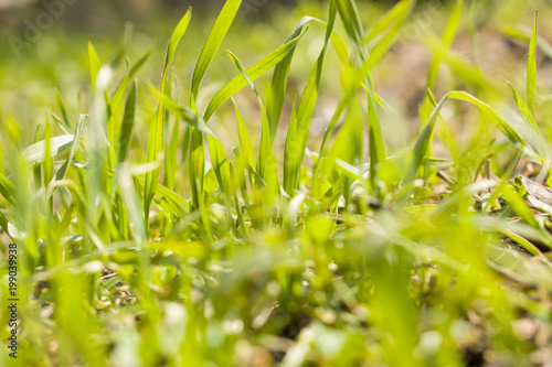 green grass on the lawn close-up
