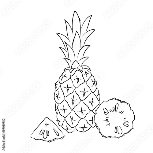 vector contour pineapple fruit coloring book hand drawn
