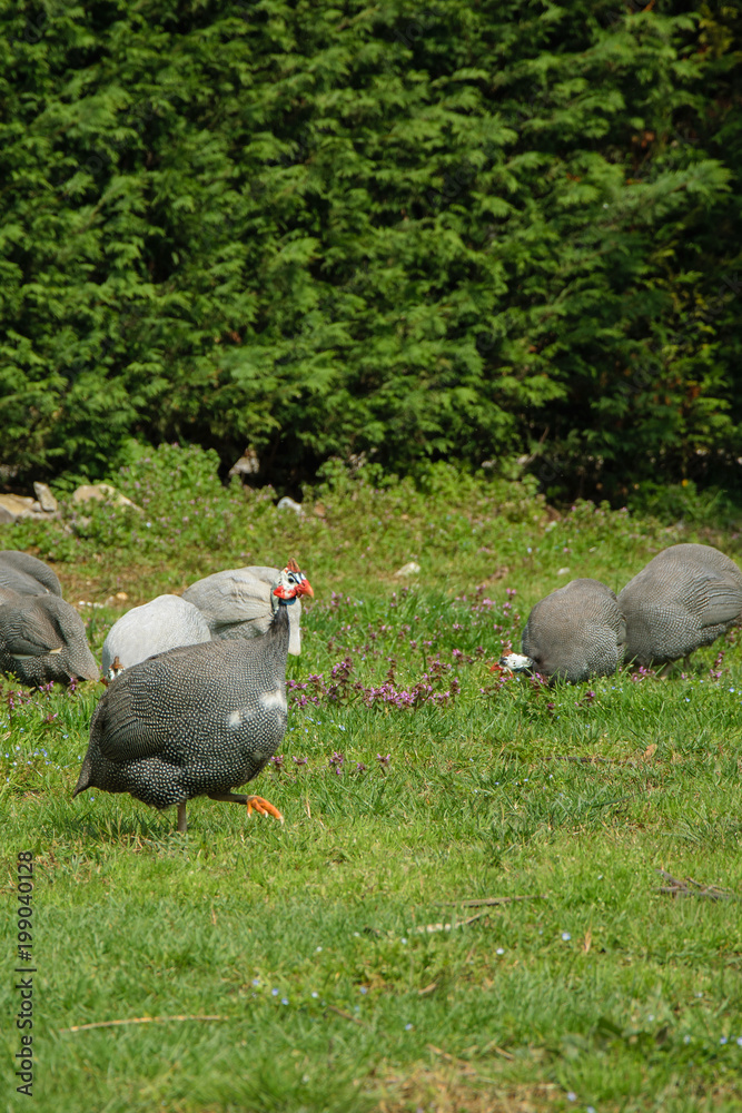Free guinea hens grazing in the farmland Free guinea hens grazing in the farmland