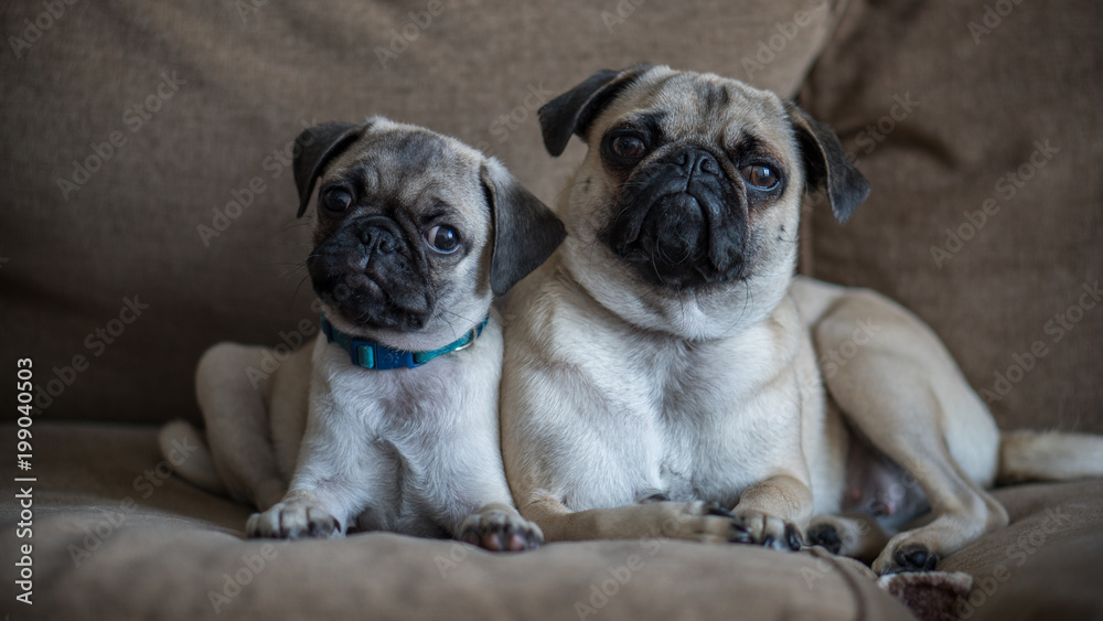 Pug couple