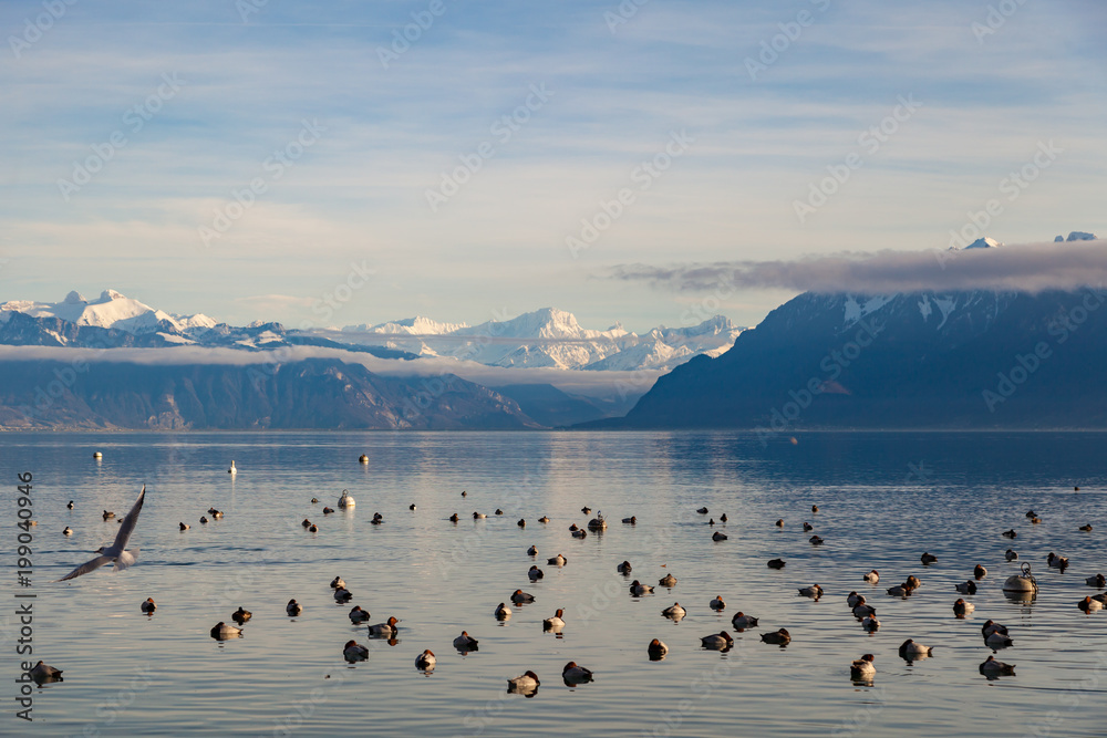Landscape view on Geneva lake with flying seagulf and beautiful mountains in France on background. Lausanne, Switzerland