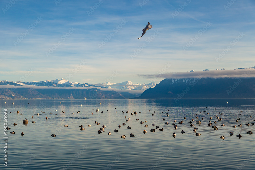 Landscape view on Geneva lake with flying seagulf and beautiful mountains in France on background. Lausanne, Switzerland