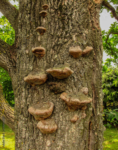 Wood fungus, mushroom parasite on oak tree trunk