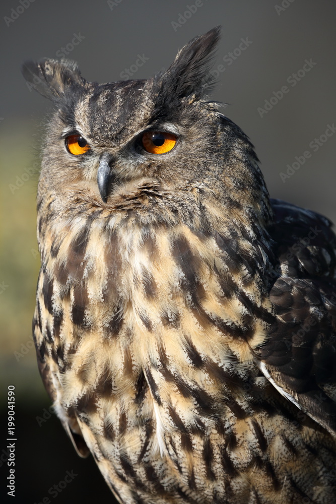 Uhu eagle owl Uhu eagle owl