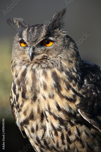 Uhu eagle owl