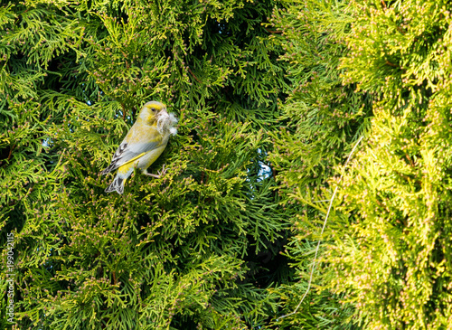 Grünfink baut im Frühjahr ein Nest in einem hohen Baum