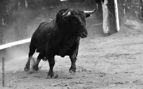 black bull in spain